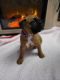 Boxer Puppies for sale in Sheridan, IN 46069, USA. price: NA