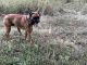 Boxer Puppies for sale in 3325 4th Ave NW, Great Falls, MT 59404, USA. price: $250