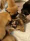 Boxer Puppies for sale in 3325 4th Ave NW, Great Falls, MT 59404, USA. price: NA
