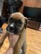 Boxer Puppies for sale in Canton, CT, USA. price: NA