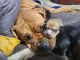 Boxer Puppies for sale in Blaine, WA, USA. price: $500