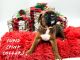 Boxer Puppies for sale in Jamesburg, NJ 08831, USA. price: NA
