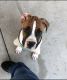 Boxer Puppies for sale in Rancho Cucamonga, CA, USA. price: $450