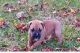 Boxer Puppies for sale in Newnan, GA, USA. price: $450