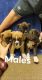 Boxer Puppies for sale in Marshall, IL 62441, USA. price: NA