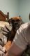 Boxer Puppies for sale in Crandall, TX 75114, USA. price: $700