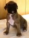 Boxer Puppies for sale in Many, LA 71449, USA. price: NA