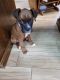 Boxer Puppies for sale in Mt Airy, GA, USA. price: $60,000