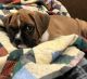 Boxer Puppies for sale in Fargo, ND 58104, USA. price: NA