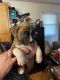Boxer Puppies for sale in Cynthiana, KY 41031, USA. price: $450