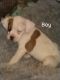 Boxer Puppies for sale in Hillsboro, MO 63050, USA. price: NA