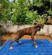 Boxer Puppies for sale in Thrippunithura, Kochi, Kerala, India. price: 25000 INR