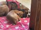 Boxer Puppies for sale in Barkhamsted, CT, USA. price: $250,000