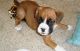 Boxer Puppies for sale in Daytona Beach, FL, USA. price: NA