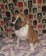 Boxer Puppies for sale in Lake Isabella, CA, USA. price: $600