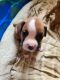 Boxer Puppies for sale in Gardnerville, NV, USA. price: NA