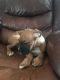 Boxer Puppies for sale in Lewisburg, KY 42256, USA. price: $550