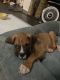 Boxer Puppies for sale in Springdale, AR, USA. price: $400