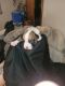 Boxer Puppies for sale in Trenton, Quinte West, ON, Canada. price: $1,800