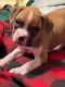 Boxer Puppies for sale in Cloverport, KY 40111, USA. price: $500