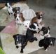 Boxer Puppies for sale in Cahone, CO 81320, USA. price: $600