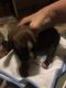 Boxer Puppies for sale in Orange, MA, USA. price: NA