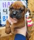 Boxer Puppies for sale in Gillespie, IL 62033, USA. price: $900