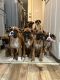 Boxer Puppies for sale in Colton, CA 92324, USA. price: NA