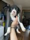Boxer Puppies for sale in Cleveland, TN, USA. price: $1,000