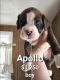 Boxer Puppies for sale in 358 Budlong St, Adrian, MI 49221, USA. price: $1,250