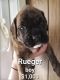 Boxer Puppies for sale in 358 Budlong St, Adrian, MI 49221, USA. price: NA