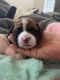Boxer Puppies for sale in San Antonio, TX, USA. price: $800