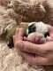Boxer Puppies for sale in Merced, CA, USA. price: NA