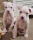 Boxer Puppies for sale in Riverside, CA, USA. price: $550