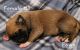 Boxer Puppies for sale in Gunnison, UT 84634, USA. price: NA