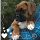 Boxer Puppies for sale in Phelan, CA 92371, USA. price: $1,350