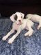 Boxer Puppies for sale in Kennewick, WA, USA. price: NA