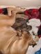 Boxer Puppies for sale in North Grosvenor Dale, Thompson, CT 06255, USA. price: NA