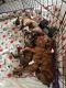 Boxer Puppies for sale in Columbia, MO, USA. price: $800