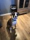 Boxer Puppies for sale in Bowling Green, KY, USA. price: $300