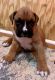 Boxer Puppies for sale in Scottsville, VA 24590, USA. price: $90,000