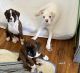 Boxer Puppies for sale in Ellsworth, WI 54011, USA. price: $800