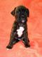 Boxer Puppies for sale in South Bend, IN 46614, USA. price: $700