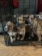 Boxer Puppies for sale in 16300 E Colfax Ave, Aurora, CO 80011, USA. price: $400