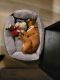 Boxer Puppies for sale in Maple Falls, WA, USA. price: $200