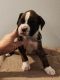 Boxer Puppies for sale in Ward, AR, USA. price: NA