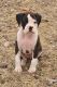 Boxer Puppies for sale in Cameron, MO 64429, USA. price: NA
