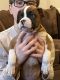 Boxer Puppies for sale in Hewitt, West Milford, NJ 07421, USA. price: $2,200
