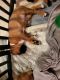 Boxer Puppies for sale in San Antonio, TX, USA. price: $800