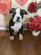 Boxer Puppies for sale in Morrow, GA 30260, USA. price: NA